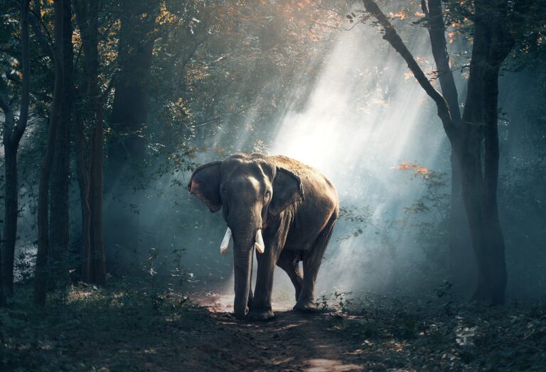 elephant-1822636_1280