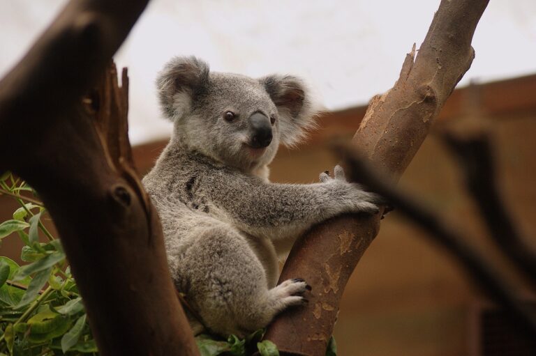 koala-3055832_1280